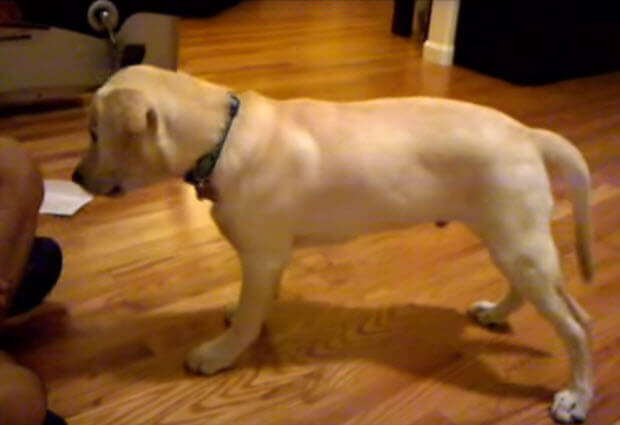 yellow-lab-labrador-puppy-tricks