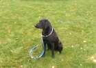 training labrador retriever dog