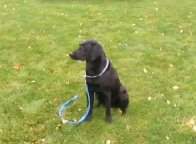 training labrador retriever dog