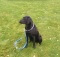 training labrador retriever dog