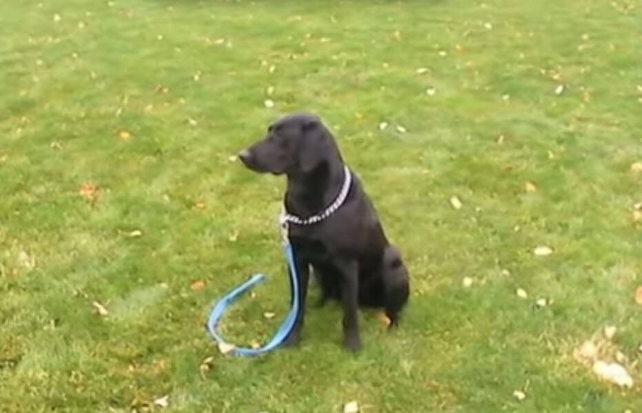 training labrador retriever dog
