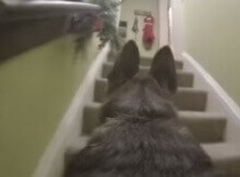 GoPro Camera On Dog