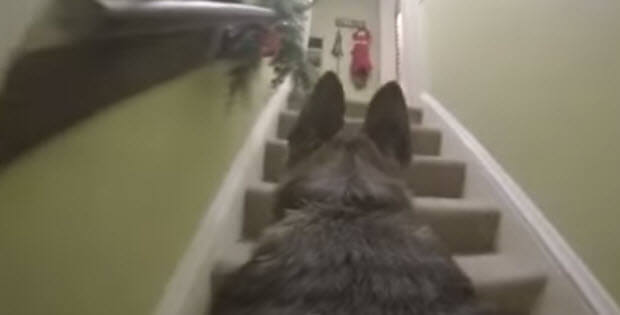 gsd dog with go pro camera