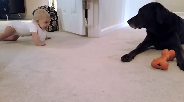 baby-crawls-to-her-labrador