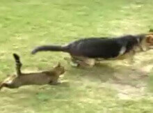 cat chases dog