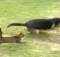 cat chases dog