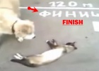 cat playing dead in front of finish line
