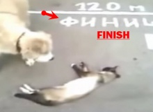 cat playing dead in front of finish line