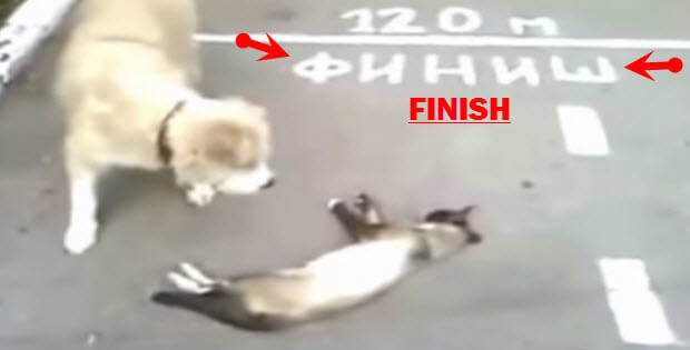 cat playing dead in front of finish line