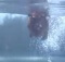 dachshound diving