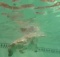 diving dog