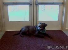 dog at funeral home