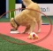 dog-competition-dog-eats-all
