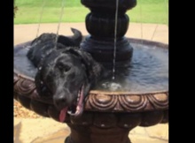 black labrador dog in a fountain