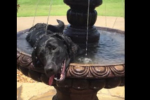 black labrador dog in a fountain