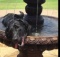 black labrador dog in a fountain