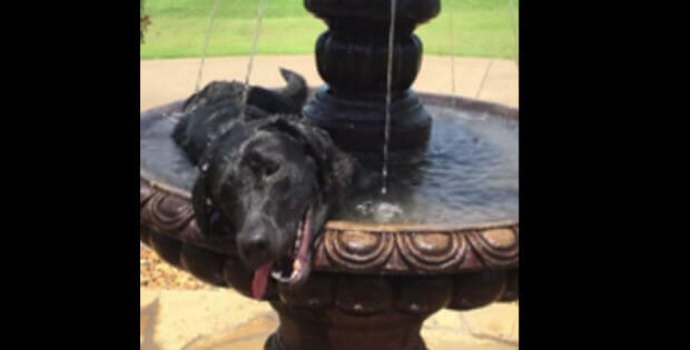 black labrador dog in a fountain