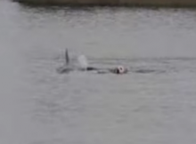 dog not afraid of sharks swims with dolphins