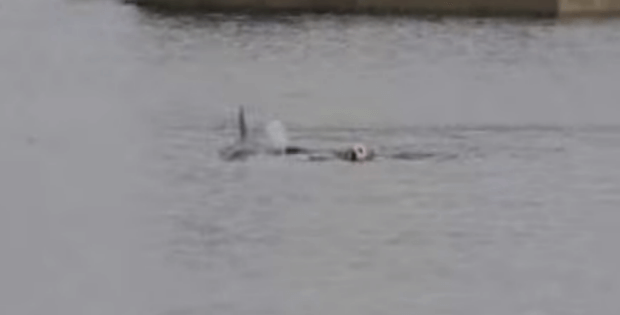 dog not afraid of sharks swims with dolphins