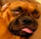 funny sleeping dogs