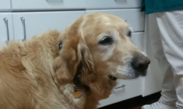 Service Dog Saves Blind Owner