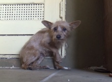 rescued dog