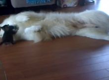 kitten and dog samoyed playing