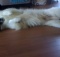 kitten and dog samoyed playing