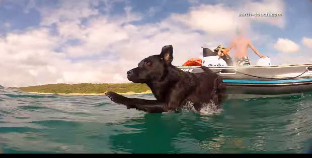 labrador-dog-swimming-with-dophins1