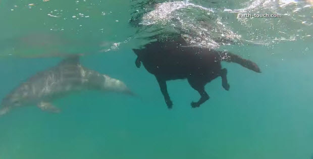 labrador-dog-swimming-with-dophins2