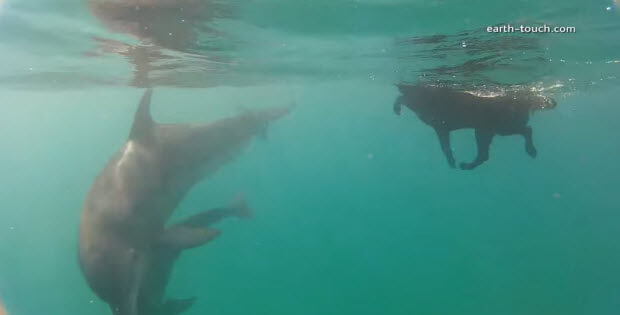 labrador-dog-swimming-with-dophins3