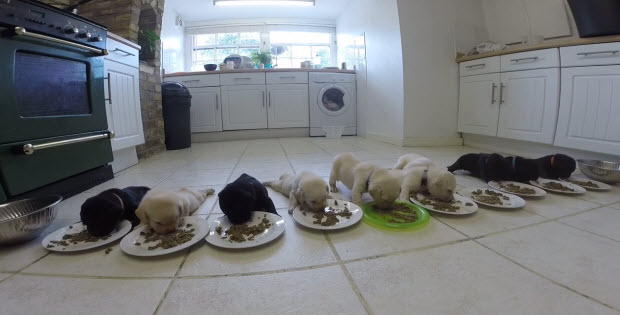 labrador-puppies-first-real-food