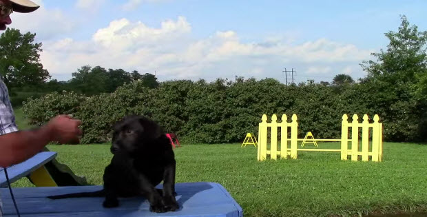 labrador puppy training