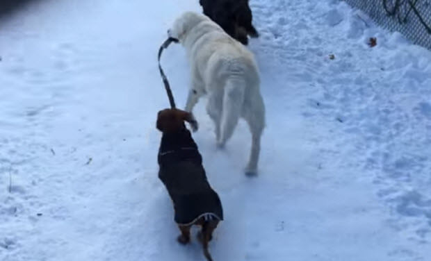 labrador-walks-dachshund-on-leash
