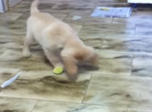 playful golden retriever pup