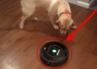 roomba-vs-labrador-retriever-dogs