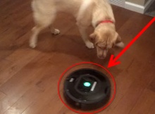 roomba-vs-labrador-retriever-dogs