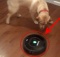 roomba-vs-labrador-retriever-dogs