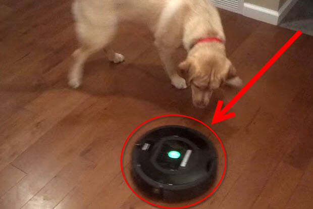 roomba-vs-labrador-retriever-dogs