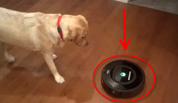 roomba-vs-labrador-retriever-dog