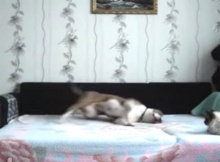 russian dog on bed