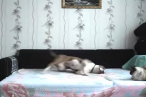 russian dog on bed