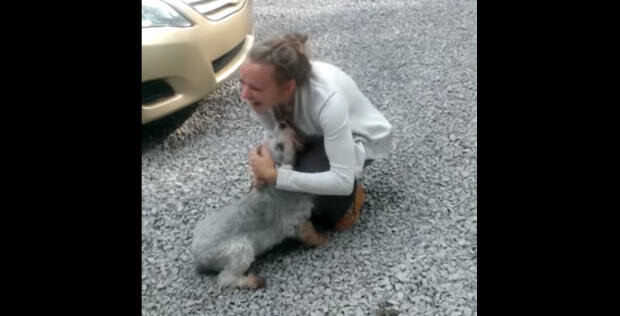 schnauzer reunited with owner passes-out