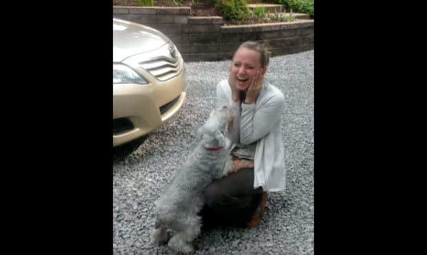 schnauzer reunited with owner passes-out