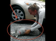 schnauzer reunited with owner passes-out