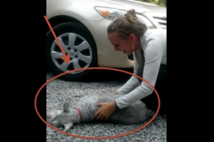schnauzer reunited with owner passes-out