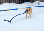 snow plowing dog