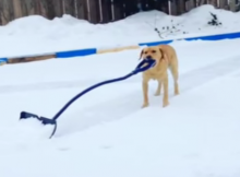 snow plowing dog