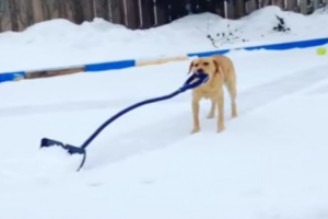 snow plowing dog