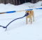 snow plowing dog
